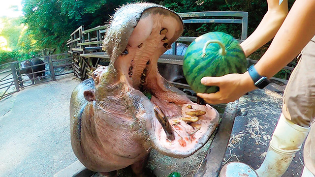 カバのスイカまるごとタイム/長崎バイオパーク(長崎県/西海市)