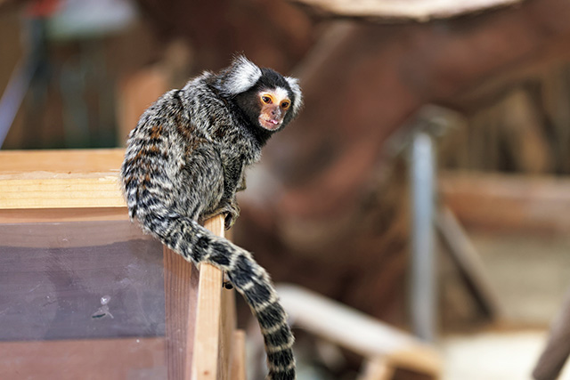 /長崎バイオパーク(長崎県/西海市)