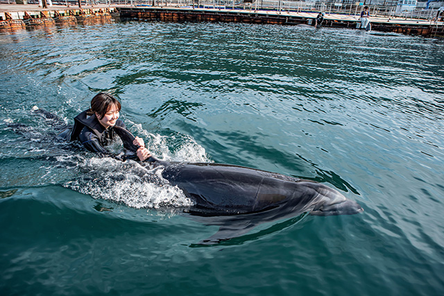 「イルカと泳ごう!」/うみたま体験パーク「つくみイルカ島」(大分県/津久見市)
