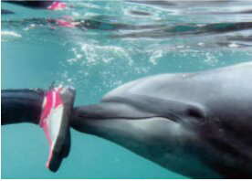 イルカに足裏を押してもらって泳ぐスペシャルプログラム/うみたま体験パーク「つくみイルカ島」(大分県/津久見市)