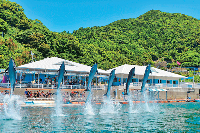 イルカショー/うみたま体験パーク「つくみイルカ島」(大分県/津久見市)