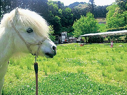 ポニー/ふれあい動物園ピクニカ共和国(福岡県/飯塚市)