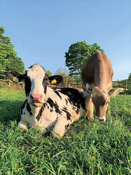 ホルスタインなどの牛/らくのうマザーズ阿蘇ミルク牧場(熊本県/西原村)