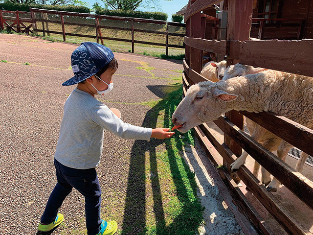 羊へのエサやり体験/らくのうマザーズ阿蘇ミルク牧場(熊本県/西原村)
