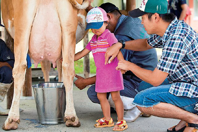乳搾り体験/高千穂牧場(宮崎県/都城市)