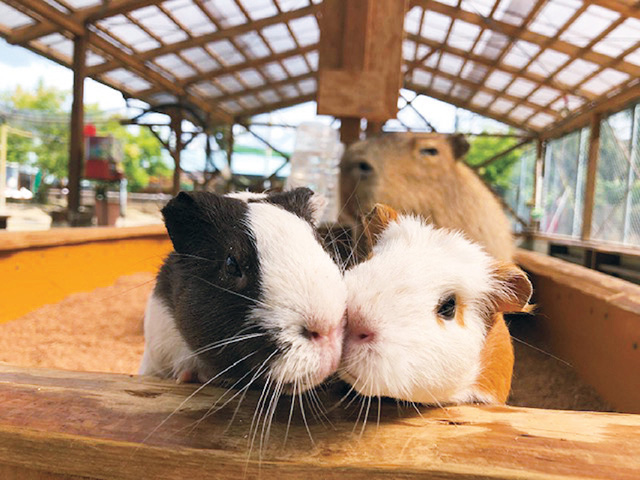 モルモット/トリアスふれあい動物(福岡県/久山町)