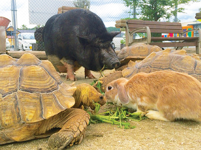 ミニブタやケヅメリクガメなど/トリアスふれあい動物(福岡県/久山町)