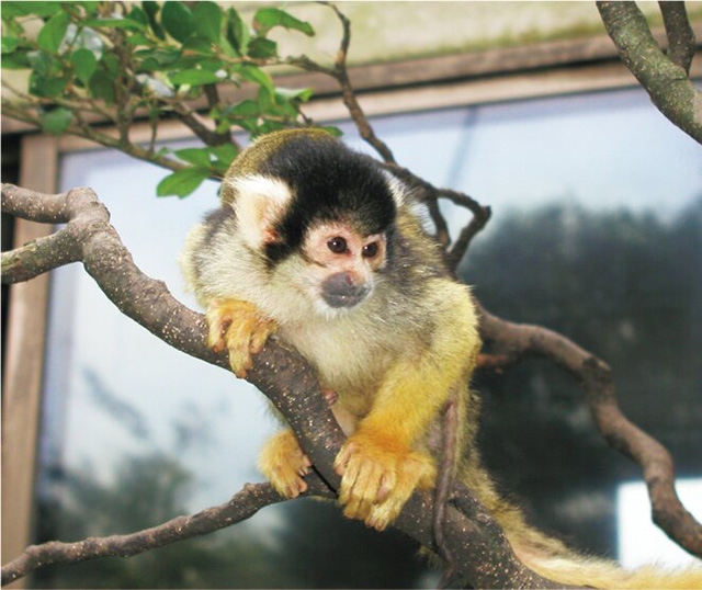 リスザル/アフリカンサファリ(大分県/宇佐市)