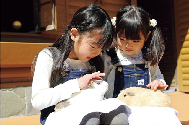 モルモットとのふれあい/アフリカンサファリ(大分県/宇佐市)
