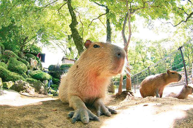 「カピバラの池」/阿蘇カドリー・ドミニオン(熊本県/阿蘇市)