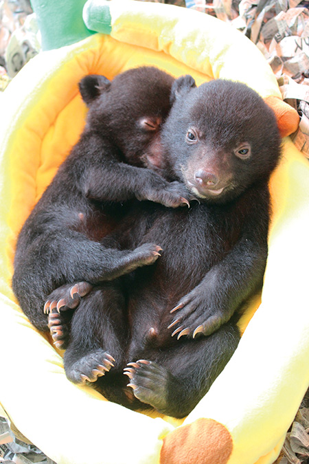 「こぐま広場」/阿蘇カドリー・ドミニオン(熊本県/阿蘇市)