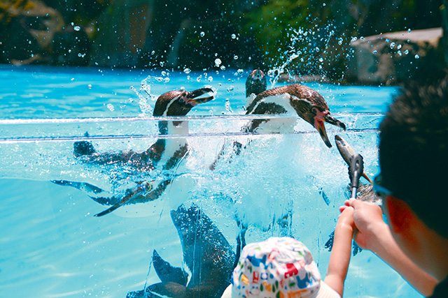 「ペンギンの滝」/阿蘇カドリー・ドミニオン(熊本県/阿蘇市)