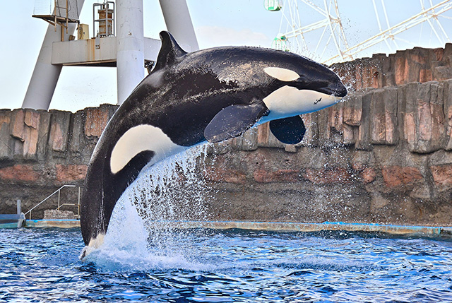 名古屋港水族館のシャチの“リン”(愛知県/名古屋市)