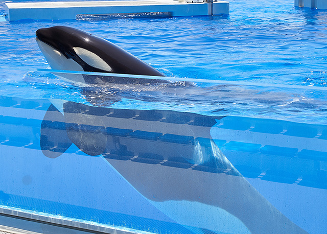 神戸須磨シーワールドのシャチの「ステラ」