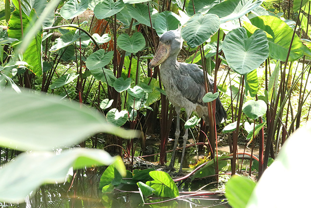 ハシビロコウのクラル/神戸どうぶつ王国