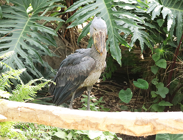 ハシビロコウのサカラ/神戸どうぶつ王国