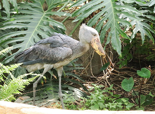 ハシビロコウのサカラ/神戸どうぶつ王国
