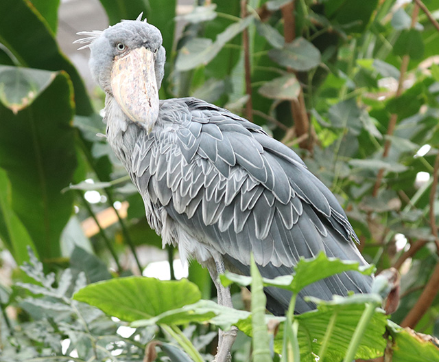 臆病で慎重派のハシビロコウのマリンバ/神戸どうぶつ王国（兵庫県）
