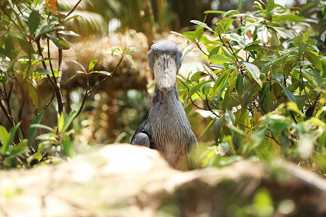 ハシビロコウのボンゴ/神戸どうぶつ王国（兵庫県）