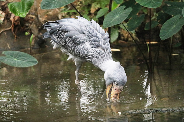 「神戸どうぶつ王国」の“マリンバ”がエサを捕獲した貴重なシーン