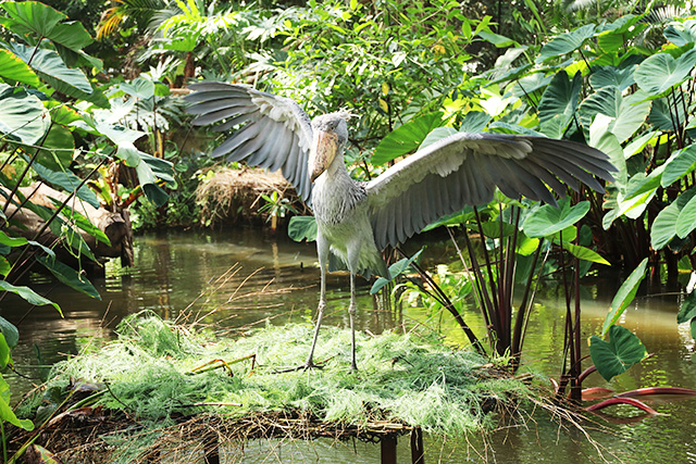 「神戸どうぶつ王国」“マリンバ”が飛ぼうとするところ