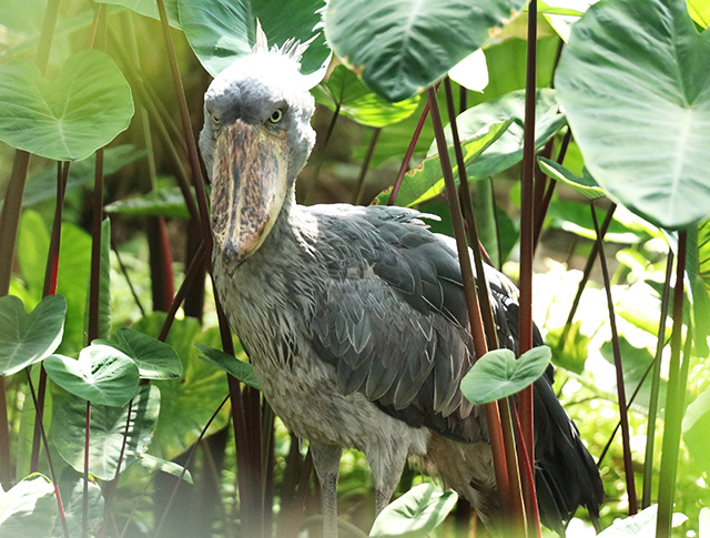 ハシビロコウのクラル/神戸どうぶつ王国