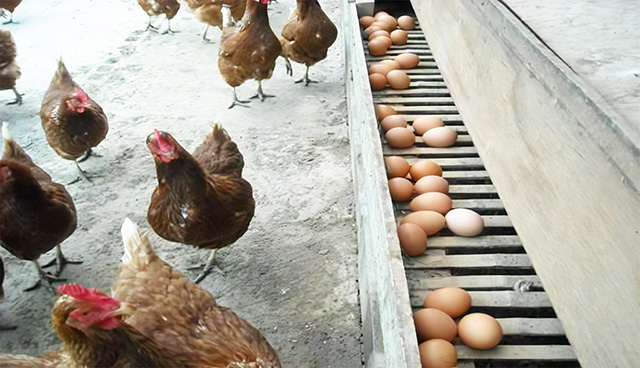 産んだたまご/農業公園 信貴山のどか村(奈良県/三郷町)