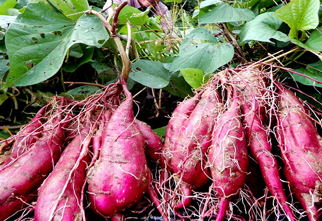 収穫したさつまいも/農業公園 信貴山のどか村(奈良県/三郷町)