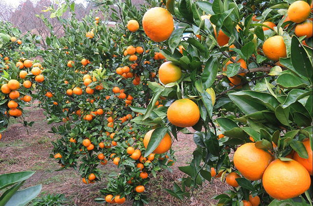 みかん狩り