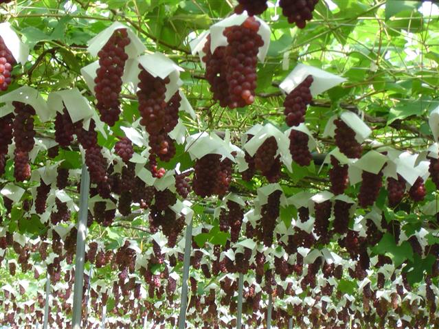 農業公園 信貴山のどか村