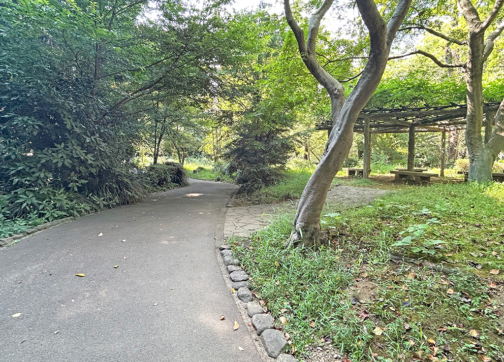 芹ヶ谷公園　藤棚近く（東京都／町田市）のポケふたへの散策路