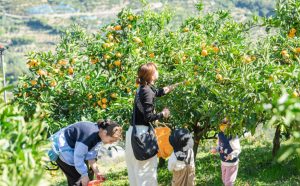 和歌山・伊藤農園で「みかんピング」開催 収穫、食べ比べ、アート体験も楽しめるみかん収穫体験型イベント