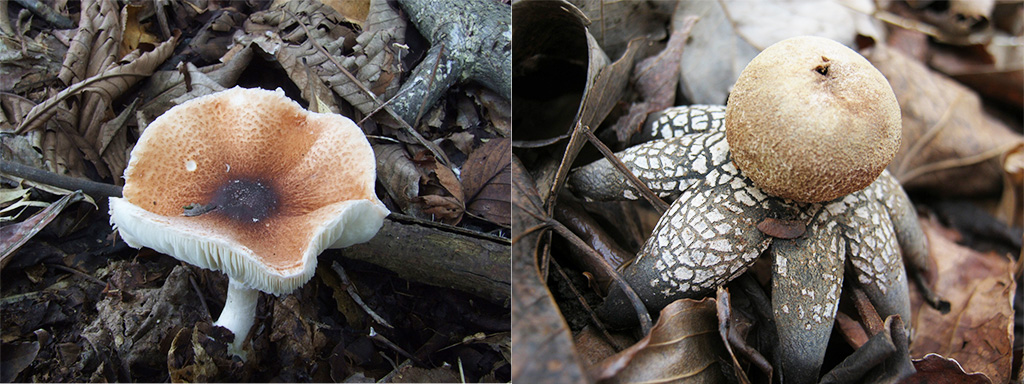 きのこ展 ～名前にまつわるミステリー～（茨城県/つくば市）