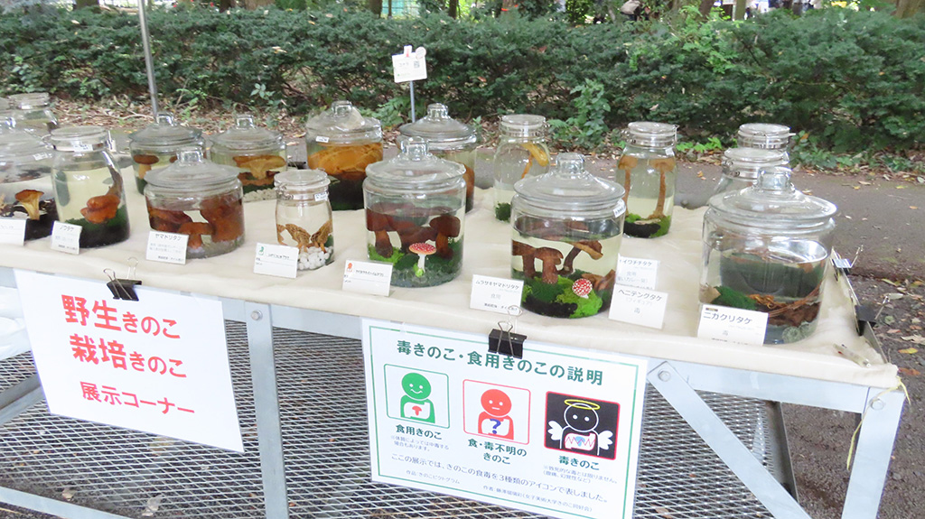 野生きのこ・栽培きのこの展示/きのこ展 ～名前にまつわるミステリー～（茨城県/つくば市）