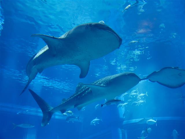 海遊館のジンベエザメ(大阪府/大阪市)