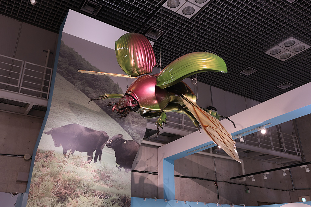 昆虫標本│特別展「昆虫 MANIAC」開催概要/名古屋市科学館(愛知県/名古屋市)