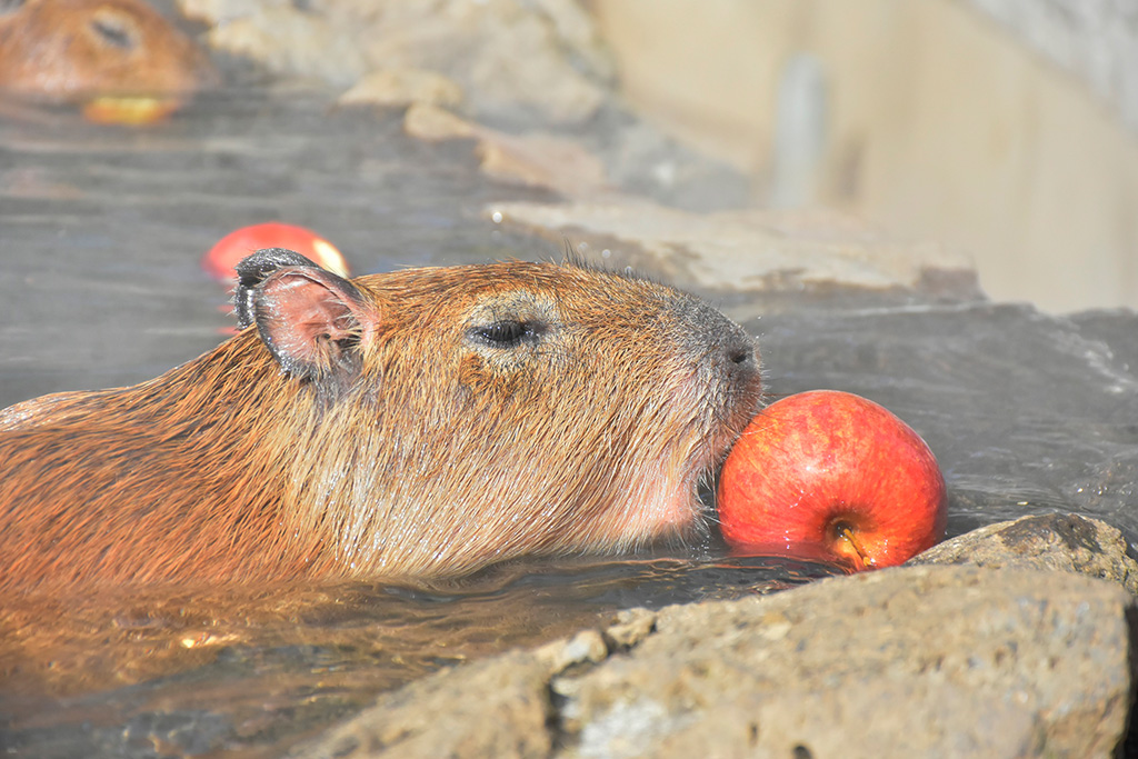 元祖カピバラの露天風呂「リンゴ湯」/伊豆シャボテン動物公園(静岡県/伊東市)
