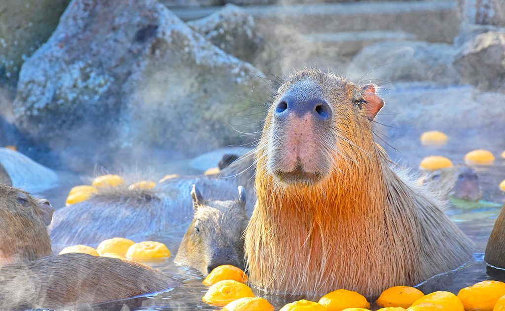 カピバラ 静岡・伊豆シャボテン動物公園で「元祖カピバラの露天風呂」開催
