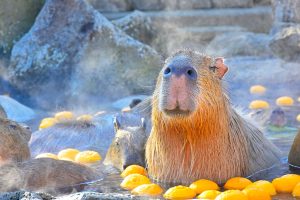 静岡・伊豆シャボテン動物公園で「元祖カピバラの露天風呂」開催　カピバラたちの姿に癒される伊豆の冬の風物詩