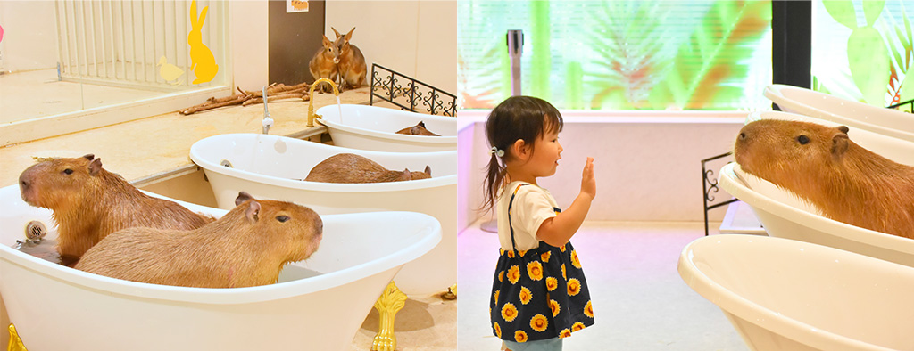 アニタッチ&アニタッチPARK/伊豆シャボテン動物公園(静岡県/伊東市)