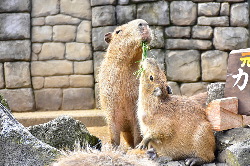 元祖カピバラの露天風呂/伊豆シャボテン動物公園(静岡県/伊東市)