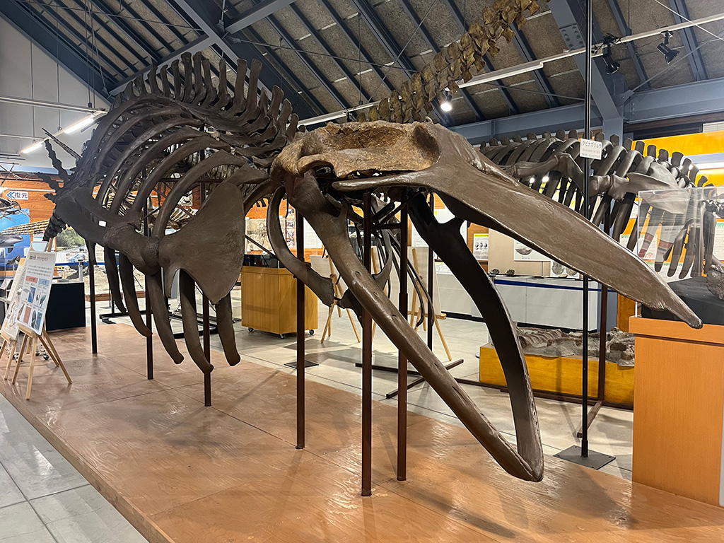 ヌマタナガスクジラの骨格標本/沼田町化石体験館(北海道/沼田町)