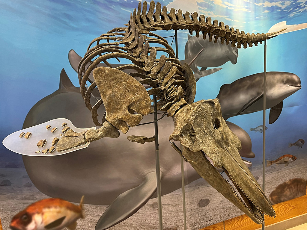 発見40周年のヌマタネズミイルカ/沼田町化石体験館(北海道/沼田町)