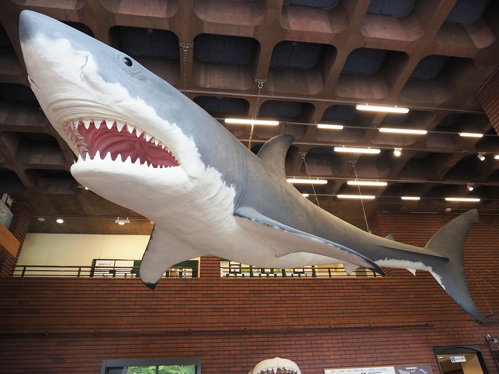 カルカロドン メガロドンの復元模型／埼玉県立自然の博物館（埼玉県／長瀞町）