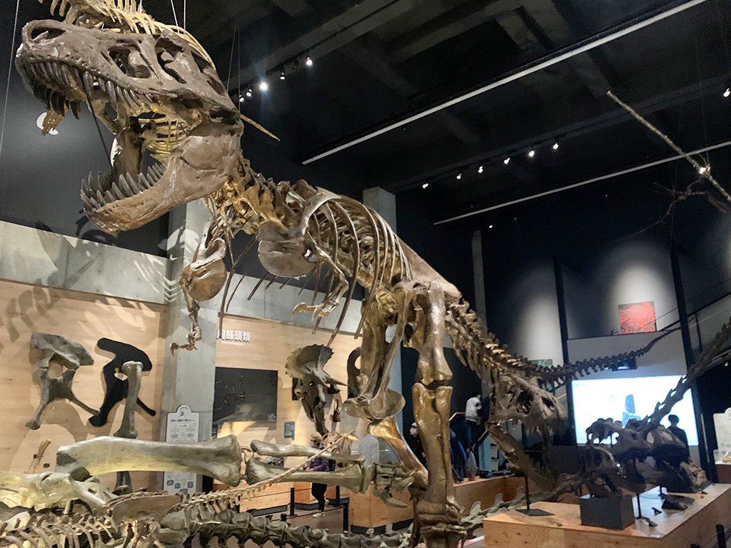 ティラノサウルスの全身骨格なども展示/天草市立御所浦恐竜の島博物館(熊本県/天草市)