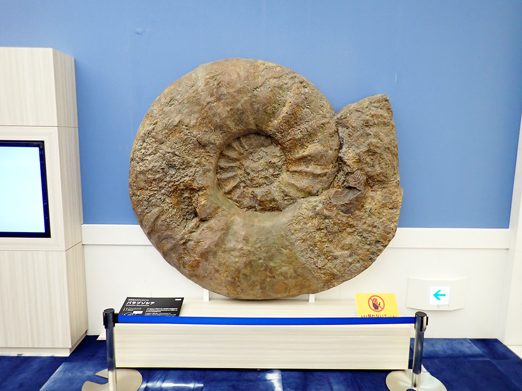 世界最大のアンモナイト化石／徳島県立博物館（徳島県／徳島市）