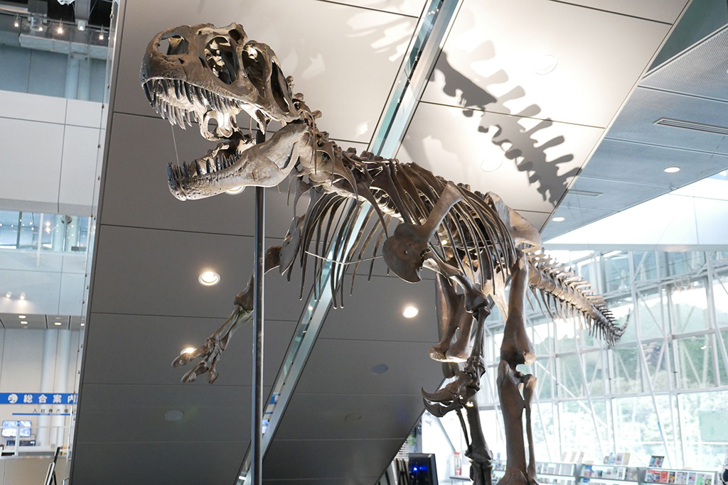 アロサウルスの全身骨格標本／HOKUSHU仙台市科学館（宮城県／仙台市）