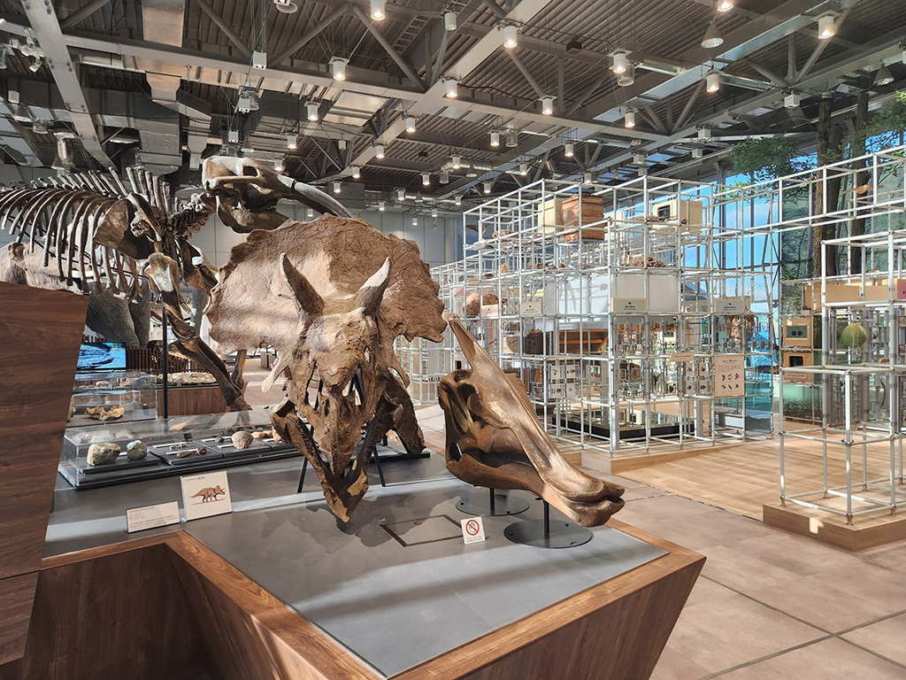 4階展示室は、トリケラトプスがお出迎え／HOKUSHU仙台市科学館（宮城県／仙台市）