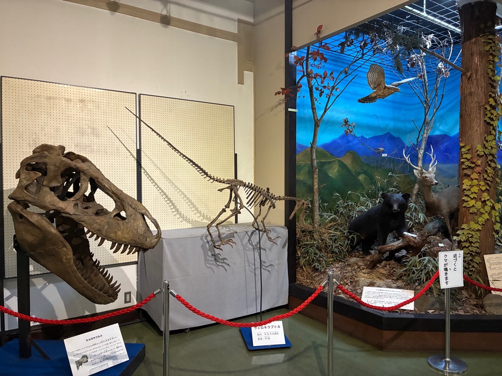 タルボサウルスの頭骨のレプリカ／みどり市大間々博物館（コノドント館）（群馬県／みどり市）