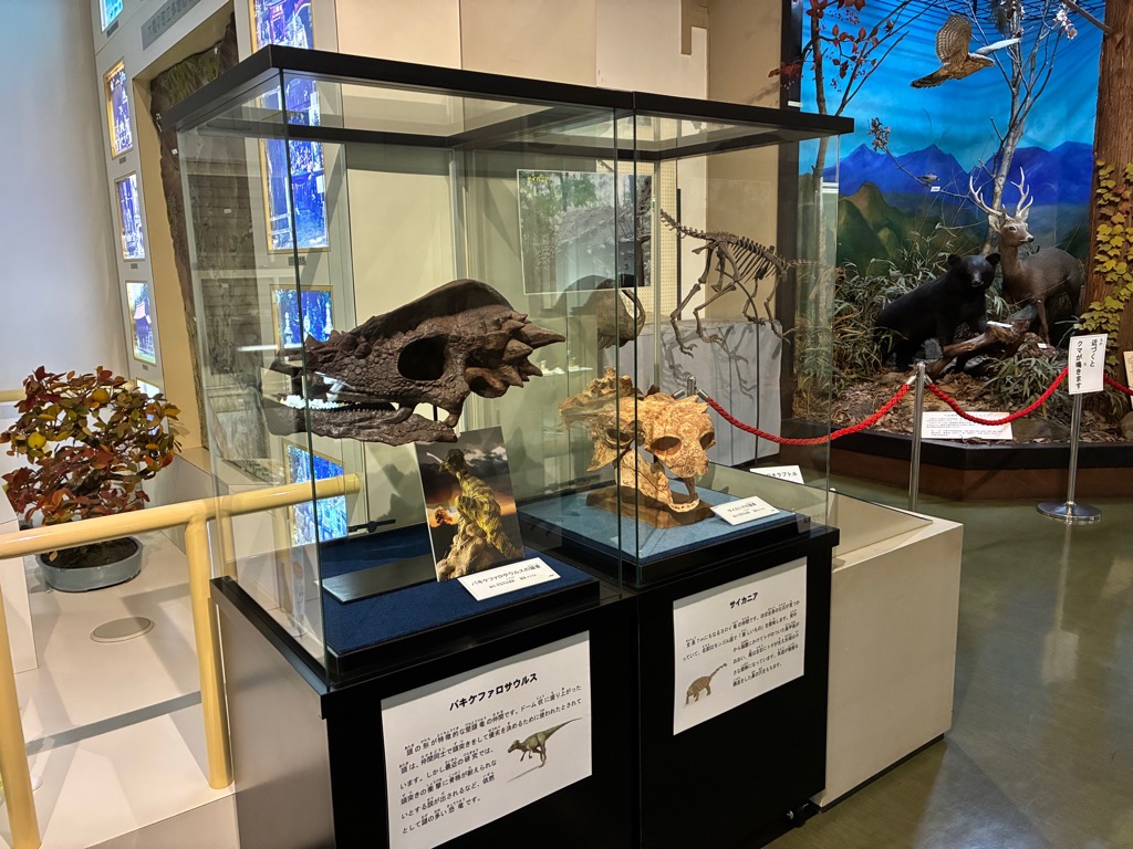 パキケファロサウルスの頭骨のレプリカなど／みどり市大間々博物館（コノドント館）（群馬県／みどり市）